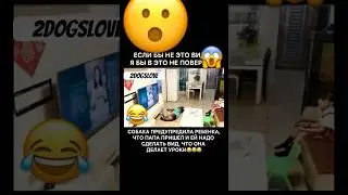 Собака предупредила ребенка #собака #собакен #животные #dog #dogs #милоевидео