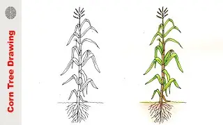 How to Draw corn tree | corn tree Drawing Easy Step by Step | Draw step by step