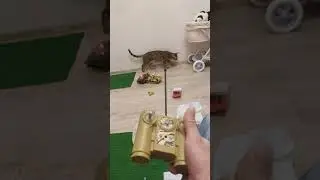 кошки и танки