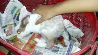 RABBIT giving birth for the first time.