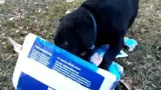 Snoopy ripping box