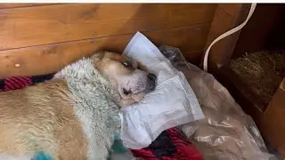 Классный подарок для лежачего алабая