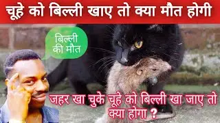 जहर खा चुके चूहे को बिल्ली खा ले तो क्या होगा। 😱 चूहे ने जहर खाया बिल्ली की हुई मौत।😭 #zeataman