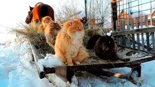 Зимние котики