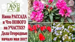 Что НОВОГО? РАССАДА на окне и НАШ УЧАСТОК. Начало мая 2017. Vlog от DelaOgorodnieTV