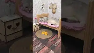 Котэ расстроилась