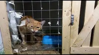 Рыжик просит свободы. Но пока нельзя. Еще не зажили ранки(((