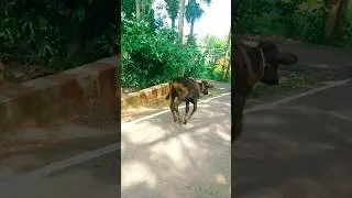 Cow #shorts #shortvideo #viralvideo #trending #funnycow #funny #video #voice #sound #song #cow