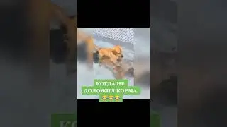 Когда не доложил корма 