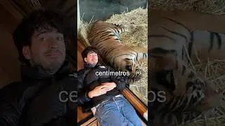 Pasé 24 horas con un tigre.