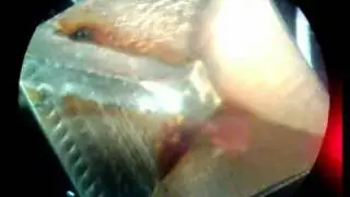 Продольные волны в воде.avi