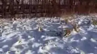 Virtual Snow Experience