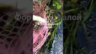 крупная форель в микро речке