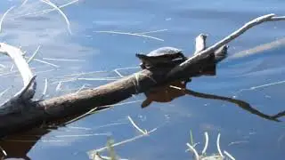 Turtles