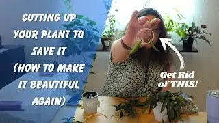 How To Cut Up A Plant To Save It: Hoya W/ Flat Mite Damage | Chatty/Informative Repot