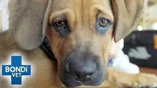 Adorable Puppy Has A Painful Tummy 🥺 | Bondi Vet