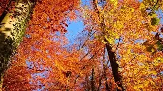 Autumn colors in Switzerland 4k (fall 2015)