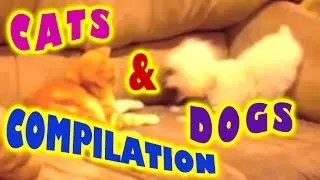 Cats and dogs compilation - funny videos