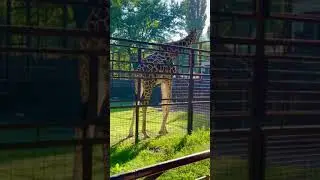 Киев Зоопарк Жираф