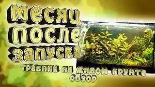 Акваруим 25 л.! - Месяц после запуска. Обзор