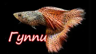 Гуппи аквариумная рыбка/советы по уходу/