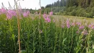 Карелия. Поход за Иван Чаем.