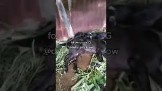 They Killed His Goat For Blood Sacrifice He Needs Justice Some One Help