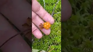 Последние ягодки сезона 