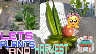 LETS PLANTS , THIS IS A DAY TO PLANTITA AND MAKES HARVEST