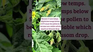 6 Reasons Your Tomato Flowers May Be Falling Off #shorts #tomatoplants #growingtomatoes