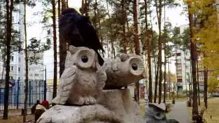 Голубь в парке 