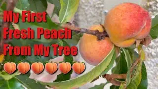 My First Fresh Peach from my Tree 🍑