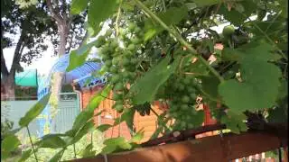 Part 2 Garden Tour 07/2015
