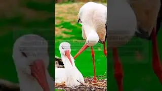 Факты о аистах