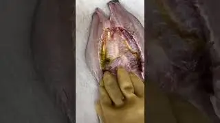 #fish