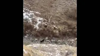 Атака стаи волков на собак... неравные силы...