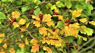 Couleurs et champignons de l'automne 2022