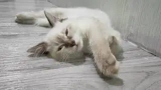 Watch my Cat trying to sleep