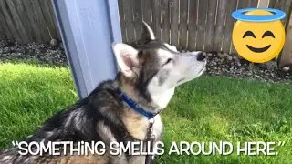 New Rules for Dog Owners on Vacation