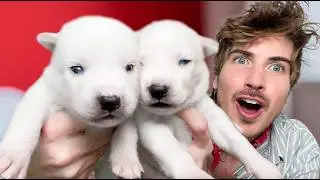 Twin Puppies See For The FIRST Time!