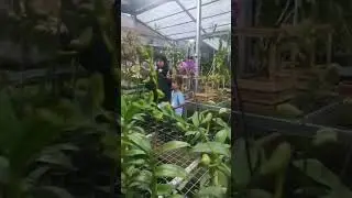 kebun anggrek Kalibagor Banyumas di desa pajerukan RT 5 RW 2 085647732345, alamat di deskripsi ya