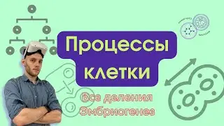 Процессы клетки к ЕГЭ. Митоз, мейоз. Эмбриологическое развитие.