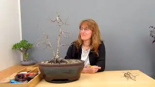 Бонсай из дубов (ч.15).