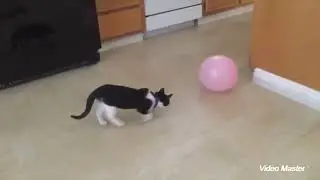 Funniest Cats and Dogs 😺 🐶 Funniest Animals 😂 103