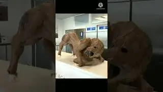 Amazing chocolate Lion 🦁 / Amazing chocolate art / Real talent #shorts #ytshorts