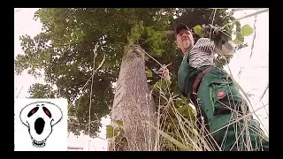 Man at work - Stadtbäume