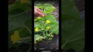 Магний с марганцовкой - листовая подкормка огурца