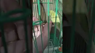 Волнистик Дай 5