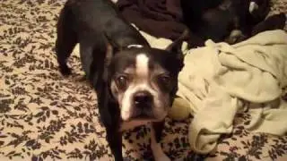 Video 1