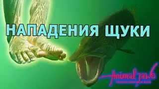 Pike attacks on humans